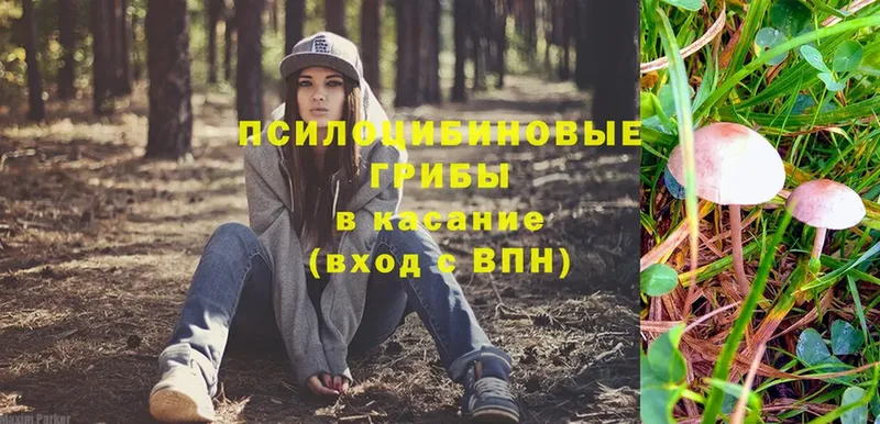 omg онион  Богородицк  Псилоцибиновые грибы Psilocybe 